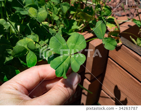 Shikoku Karsto Gogaki Plateau Shikoku Karsto Gogaki Plateau 34263787