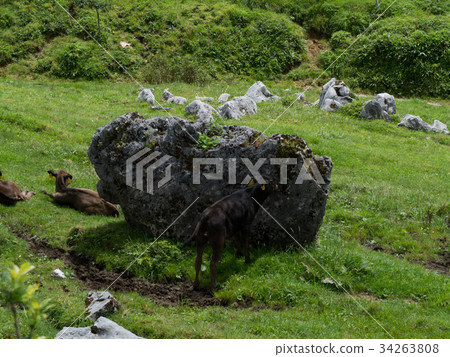 四國卡爾索Gogaki高原 34263808