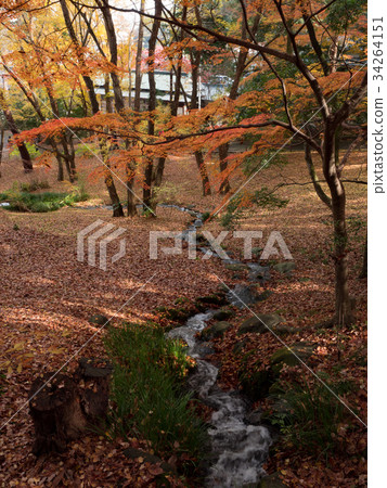 Autumn leaves garden and brook 34264151