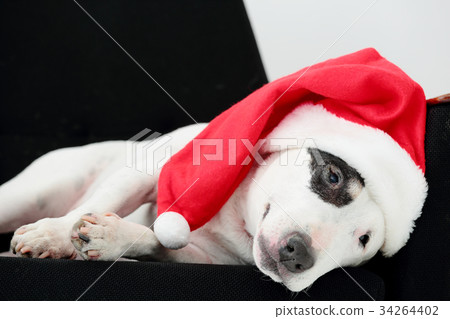 聖誕老人的狗 34264402