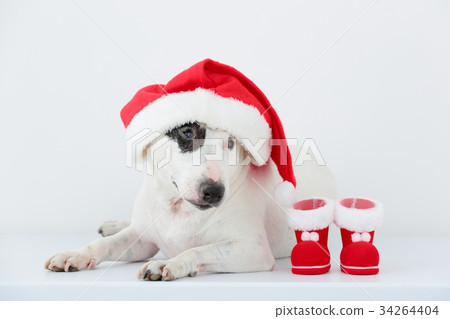 Bull Terrier and Santa Boots 34264404