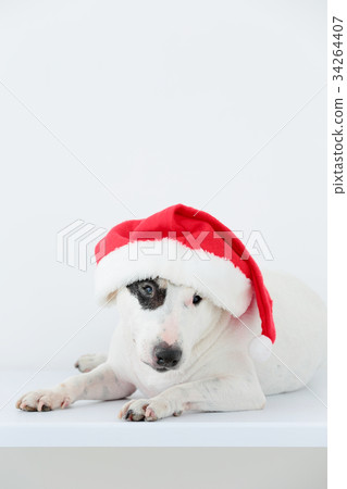 鬥牛梗在聖誕老人帽 34264407