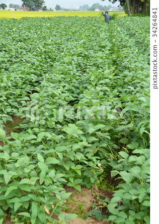大豆田除草 大豆田除草 34264841