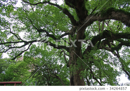 Osuni of Wakayama castle 34264857