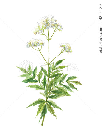 Valerian 34265189