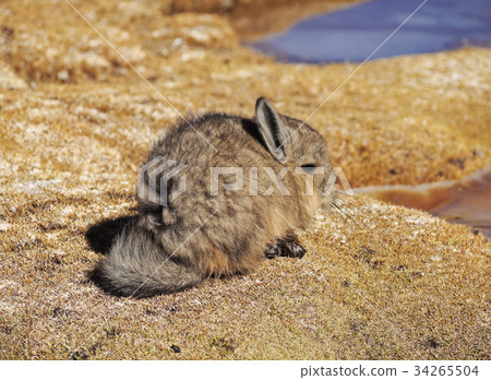 Viscacha 34265504