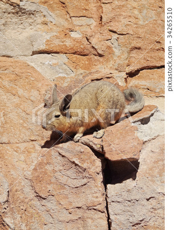 Viscacha Viscacha 34265510
