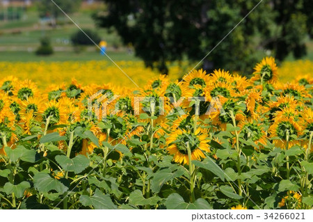 A flock of sunflowers 34266021