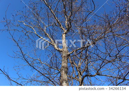 Winter trees Winter trees 34266134