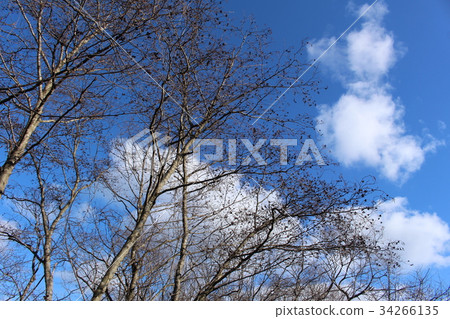 Winter grove Winter grove 34266135