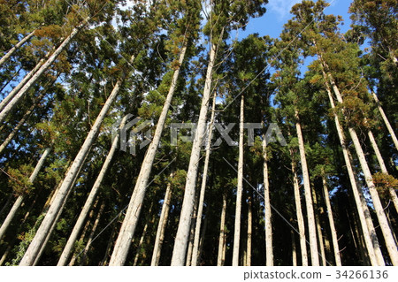 Cedar forest Cedar forest 34266136