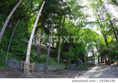 Shinshu Suwa的自然紀念碑 - 主神社神道叢“Teens no Mori”超廣角森林包含超過500歲的苔蘚 34266146
