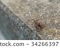 Crab walking on revetment Crab walking on revetment 34266397