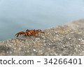 Crab walking on revetment Crab walking on revetment 34266401