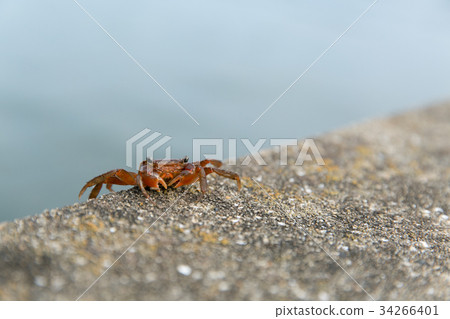 Crab walking on revetment 34266401