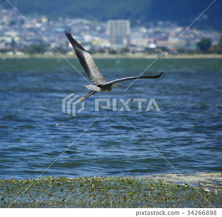 Heron Heron 34266898