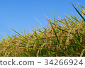 Rice field 34266924
