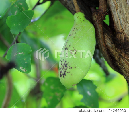 Akebi fruit 34266930