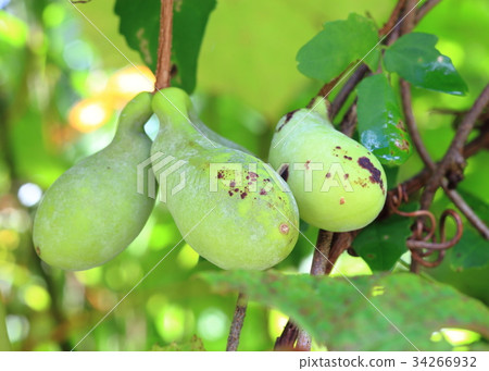 Akebi fruit Akebi fruit 34266932