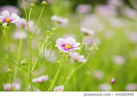 Autumn cherry blossoms (Hinomaru) 34268948