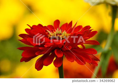 zinnia 34269062