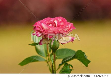 close up macro of a rose close up macro of a rose 34269064