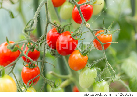 Petit tomato (home garden) Petit tomato (home garden) 34269183