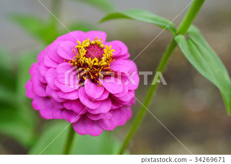 漂亮的百日草 34269671