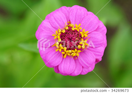 漂亮的百日草 34269673