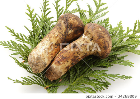 Matsutake 34269809
