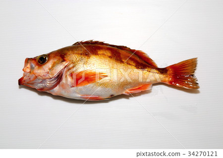 石斑魚 34270121