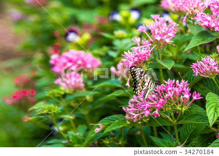 Butterfly on pink flower. Butterfly on pink flower. 34270184
