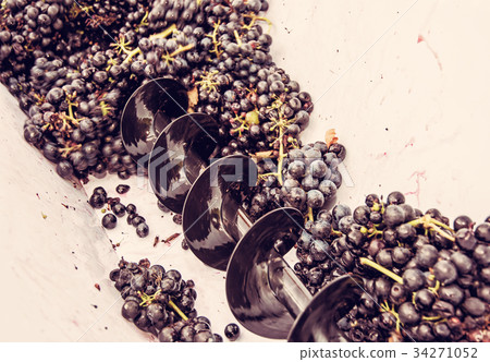 Bunches of grapes in vine press, purple filter Bunches of grapes in vine press, purple filter 34271052