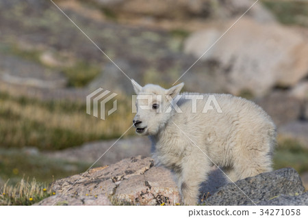 Mountain Goat Kid 34271058