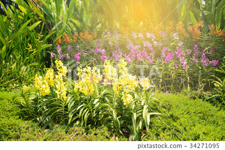 Variety of Thai orchid in the garden 34271095