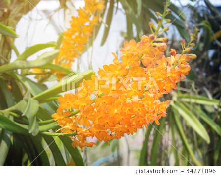 Variety of Thai orchid in the garden Variety of Thai orchid in the garden 34271096