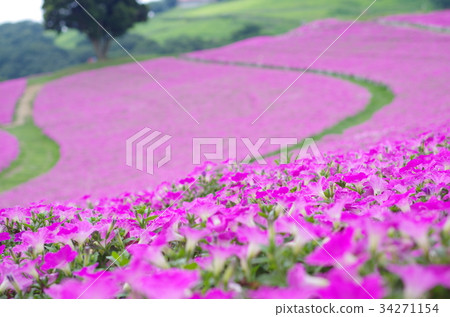 Petunia field 34271154