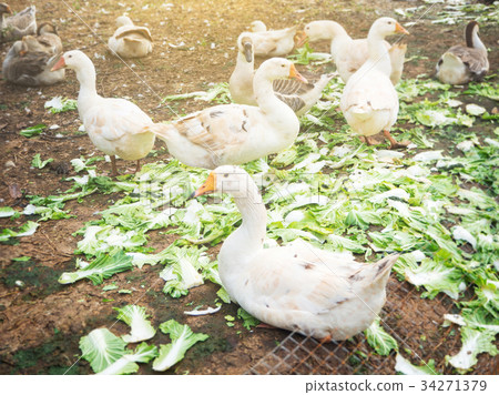 Duck in the farm eating cabbage Duck in the farm eating cabbage 34271379