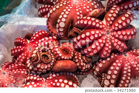 Red live octopus at Tsukiji fish market, Tokyo 34271980