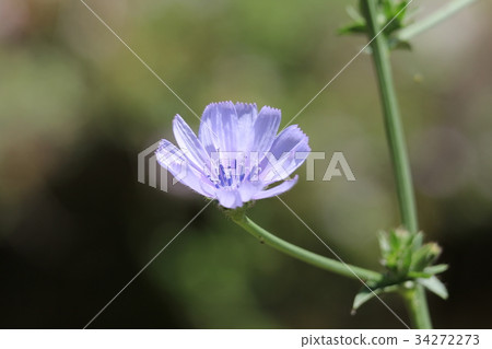 菊苣根 菊苣根 34272273