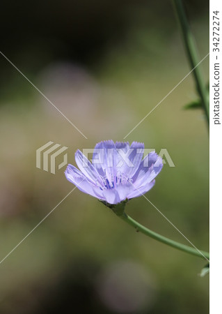 菊苣根 菊苣根 34272274