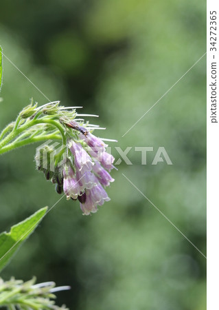 鰭狀斑岩 34272365