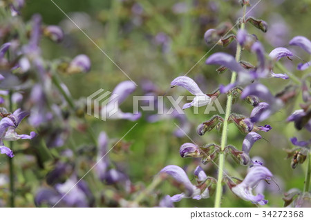 丹參 丹參 34272368