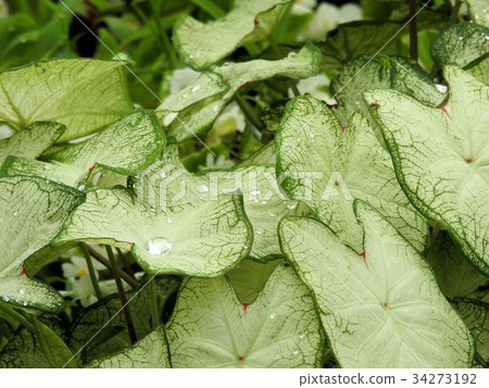 Karathium“White Christmas”/ Tachikawa' 34273192