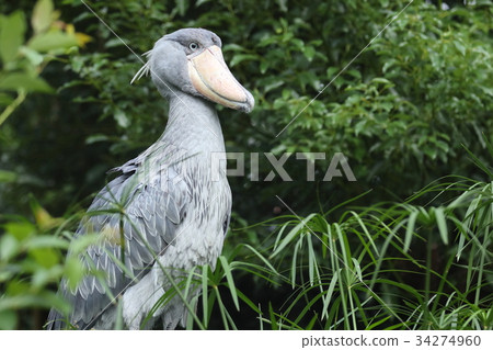 鯨頭鸛 34274960