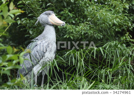 鯨頭鸛 34274961