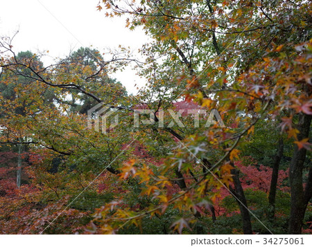 Maple Garden _ Kitano Tenman-inu 34275061