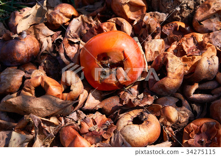 Rotting persimmon Rotting persimmon 34275115