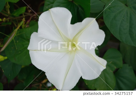 Yorgao(夜間臉) Yorgao(夜間臉) 34275157