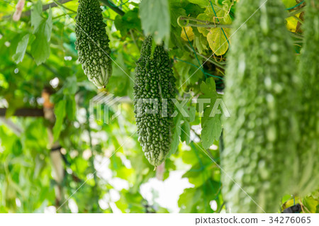 Goya (family garden) Goya (family garden) 34276065